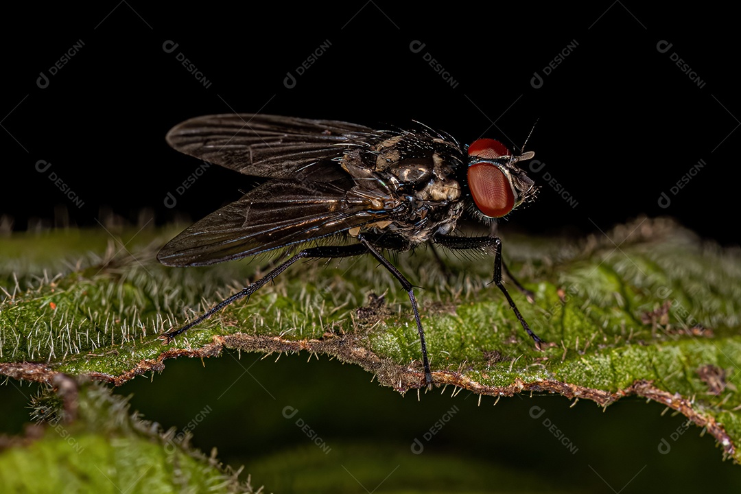 Mosca muscóide adulta da superfamília Muscoidea