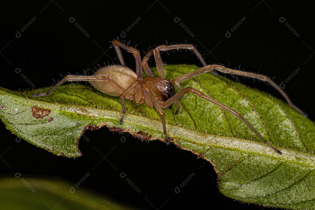 Aranha adulta do saco de pernas longas do gênero Cheiracanthium