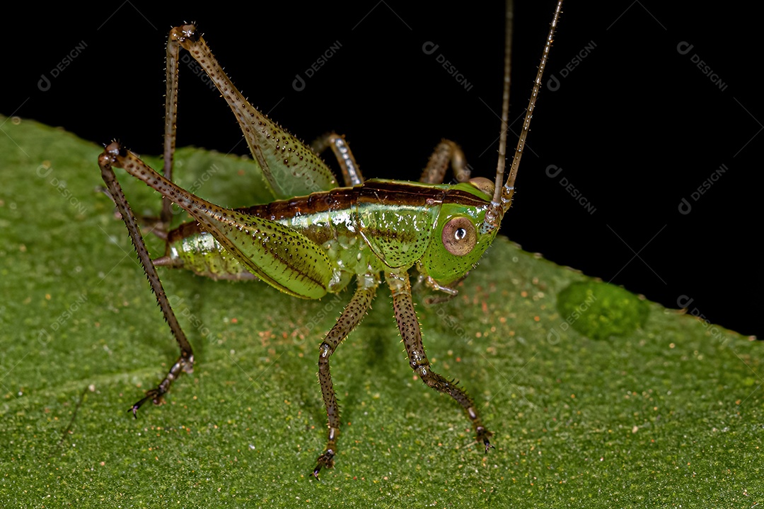 Lesser Meadow Katydid Ninfa do Gênero Conocephalus