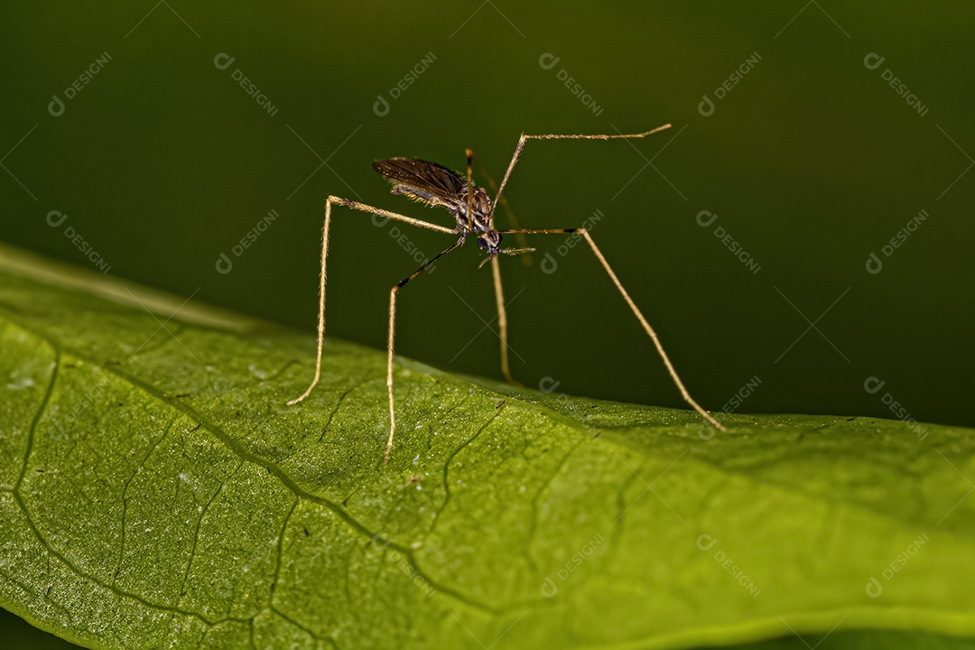Mosca Nematocera adulta pequena da subordem Nematocera
