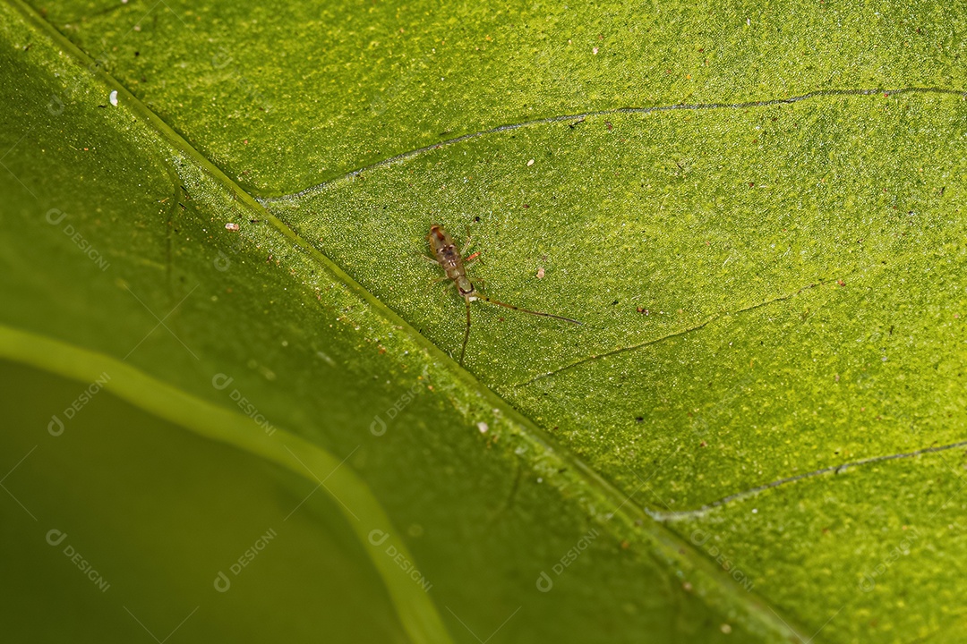 Pequeno artrópode alongado Springtail da família Paronellidae