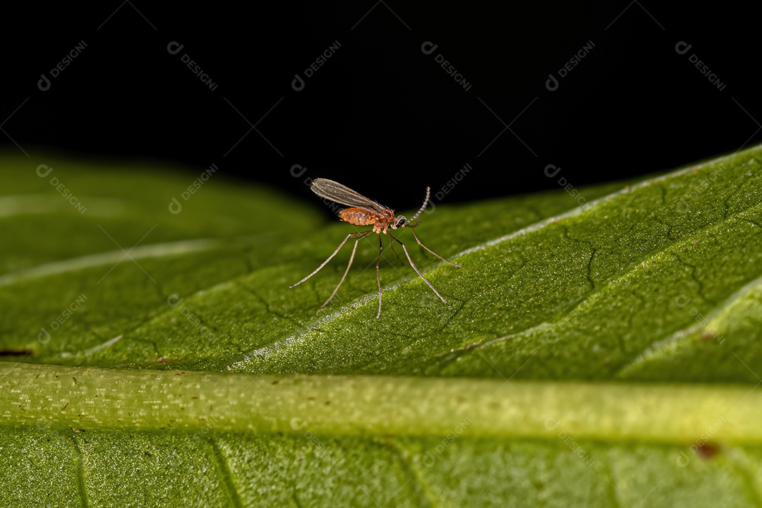 Anão galha adulto da família Cecidomyiidae