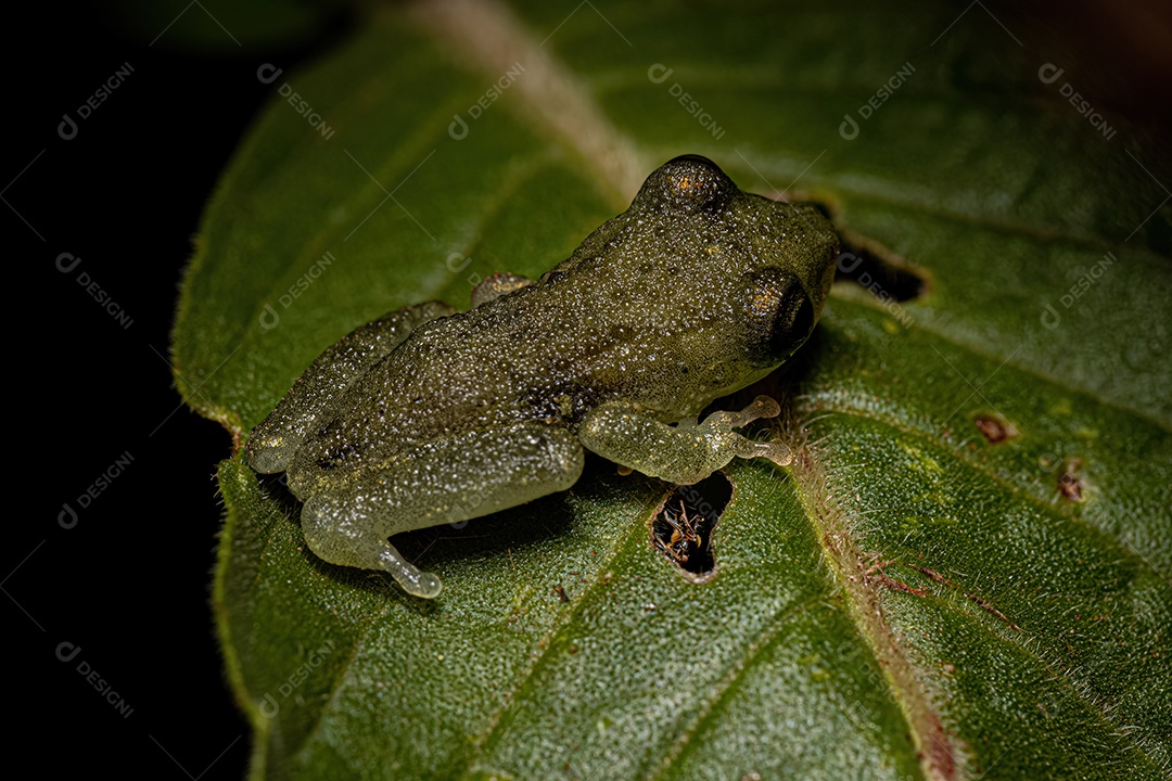 Pequena rã da família Hylidae com má formação dos membros