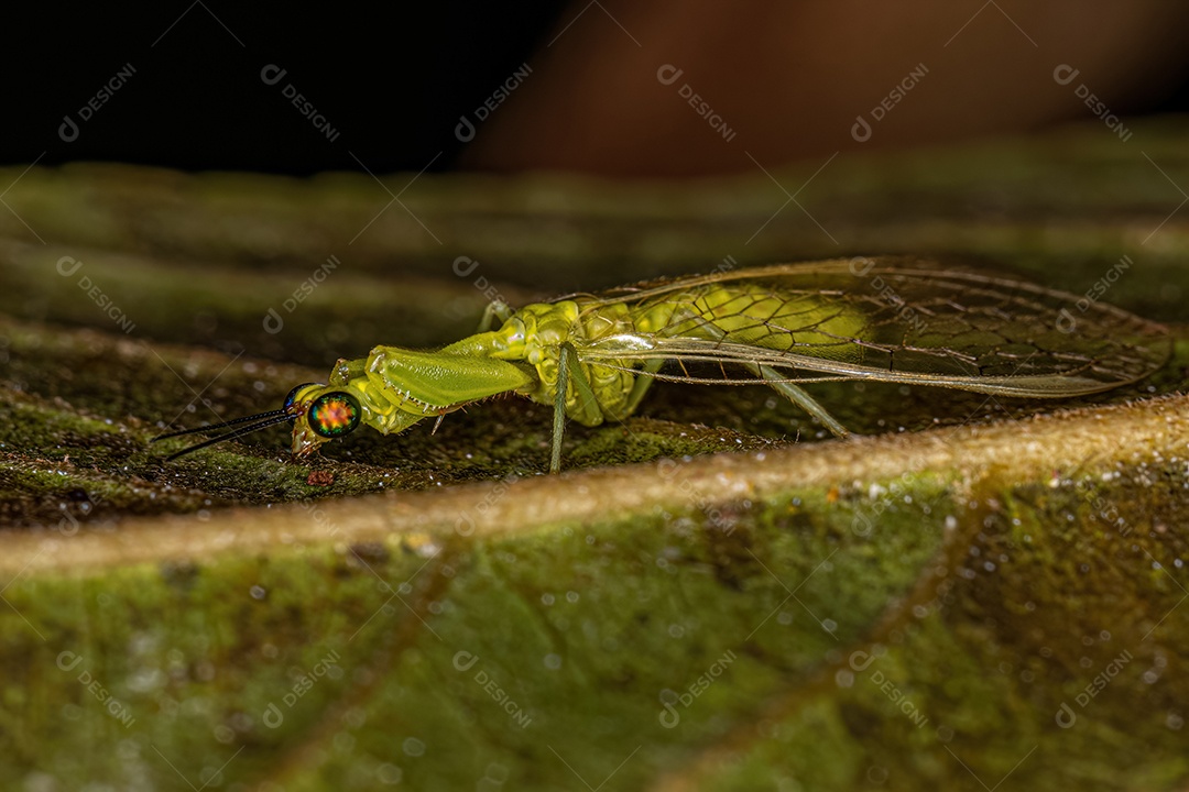 Mantidfly verde adulto do gênero Zeugomantispa.