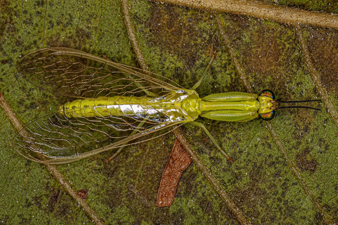 Mantidfly verde adulto do gênero Zeugomantispa.