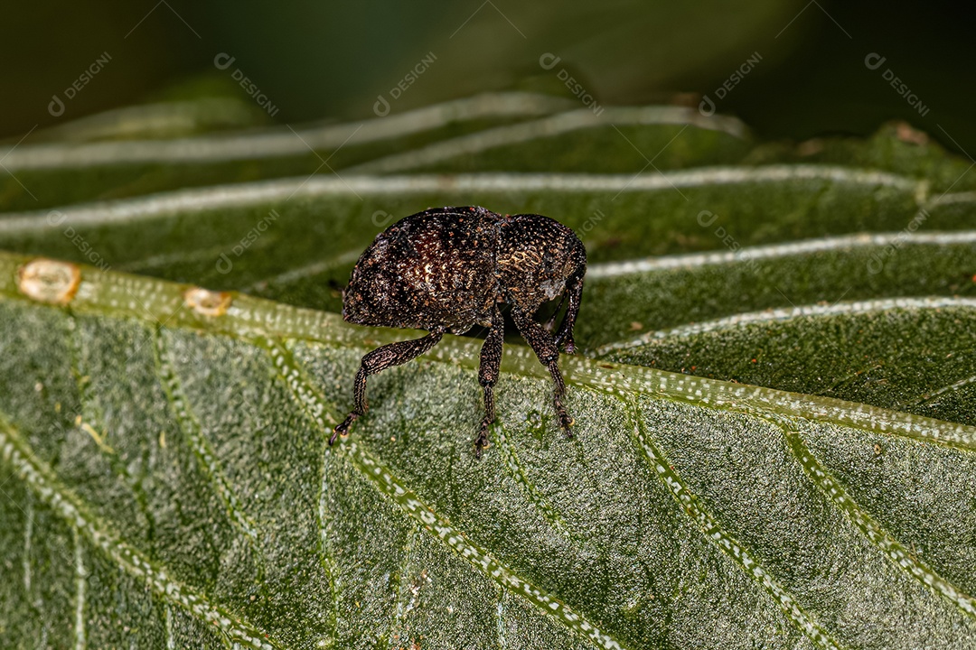 Gorgulho verdadeiro adulto do gênero Chalcodermus.