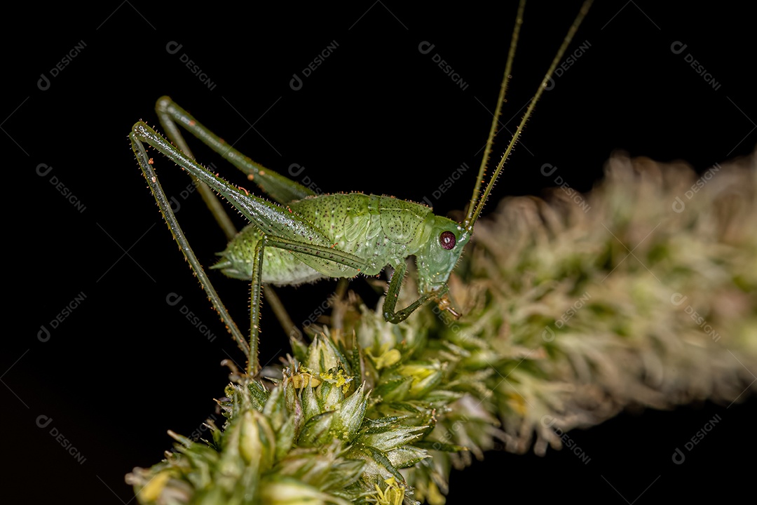 Folha Katydid Ninfa da Subfamília Phaneropterinae.