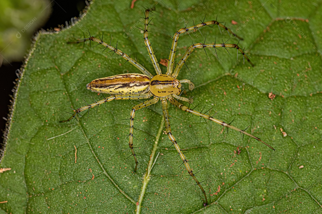 Aranha Lince Macho Adulto da espécie Peucetia rubrolineata.