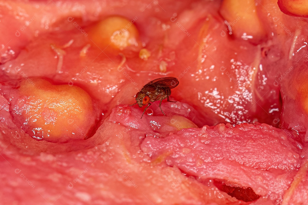 Mosca da fruta pequena adulta da família Drosophilidae.