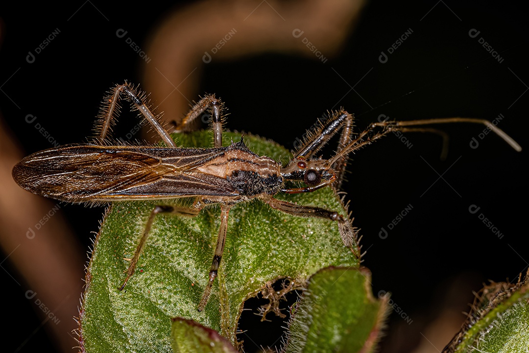 Inseto Assassino Adulto do Gênero Repipta.