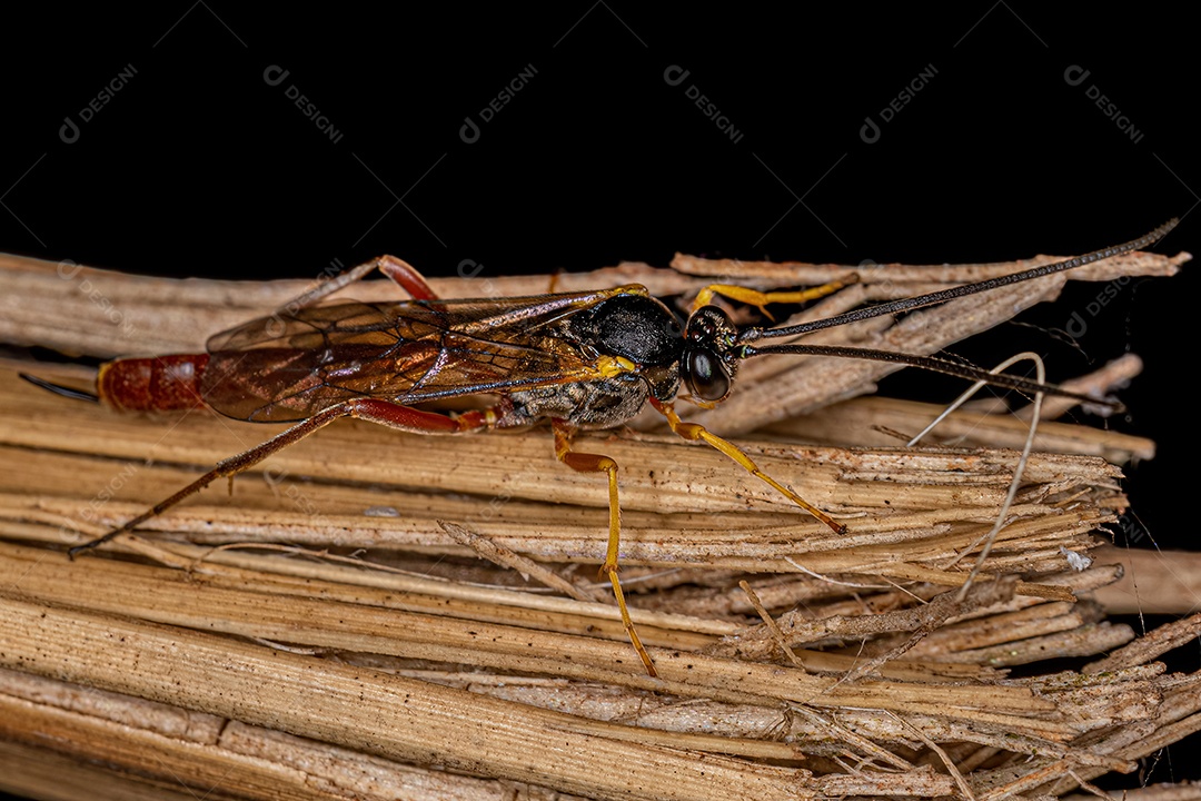 Vespa Ichneumonidae adulta da família Ichneumonidae.