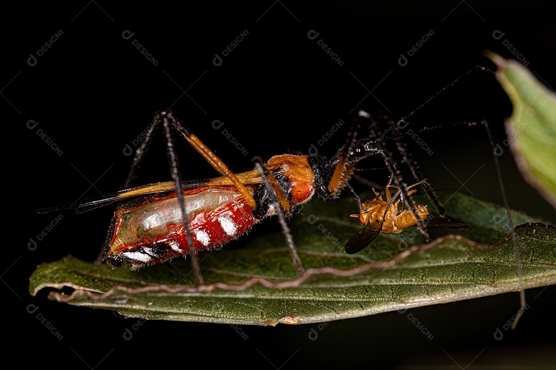 Inseto Assassino Adulto do Gênero Zelus.