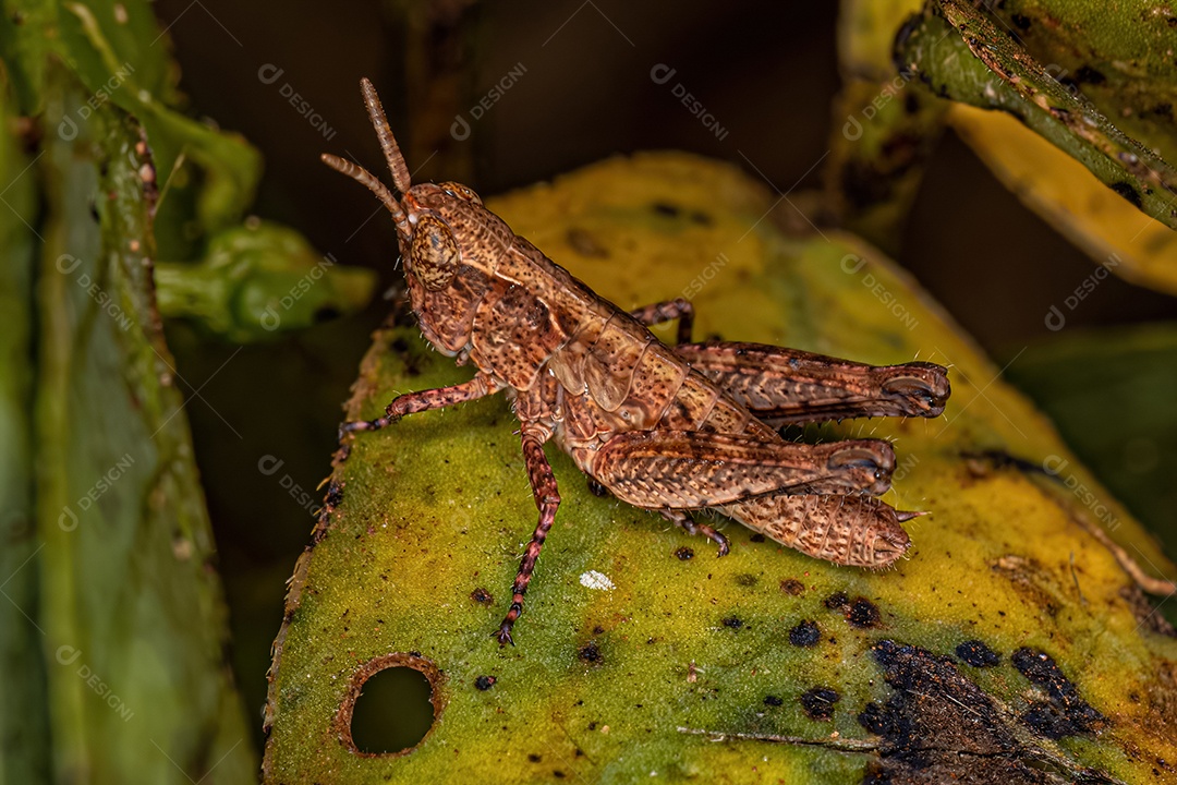 Ninfa de gafanhoto de chifre curto da família Acrididae.