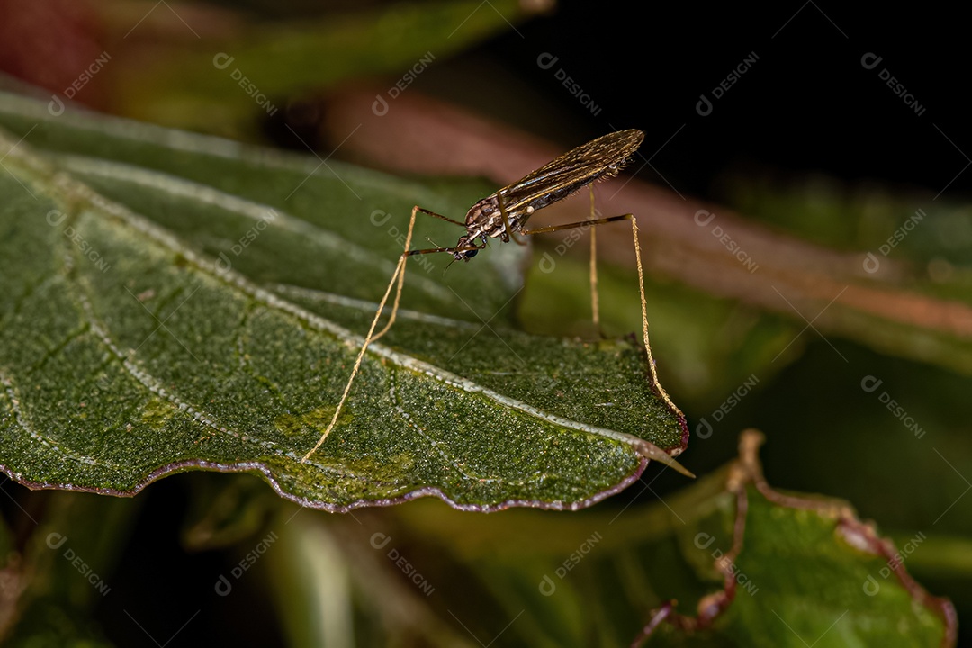 Mosca Nematocera adulta pequena da subordem Nematocera.