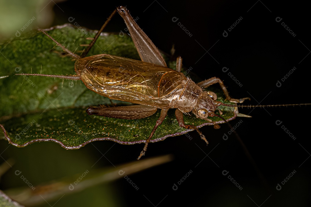 Grilo Verdadeiro Adulto da Tribo Trigonidiini.
