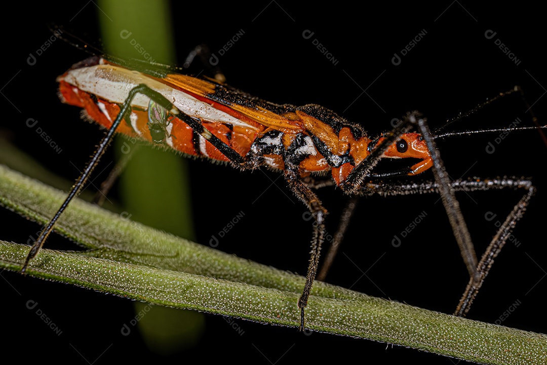 Inseto Assassino Adulto do Gênero Zelus.
