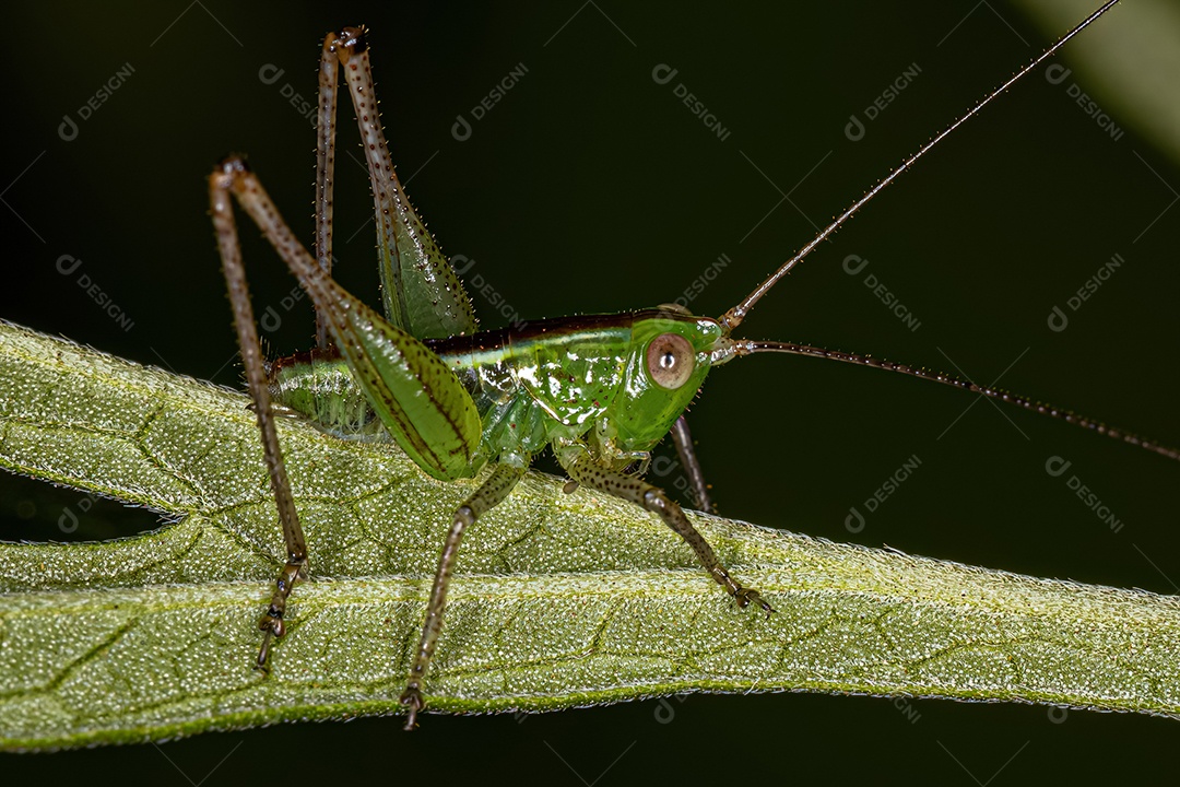 Folha Katydid Ninfa da Subfamília Phaneropterinae.