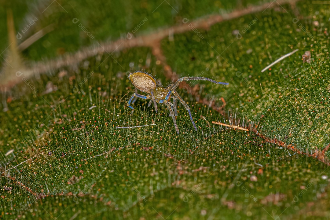 Pequena Aranha Entelegyne da Infraordem Entelegynae.