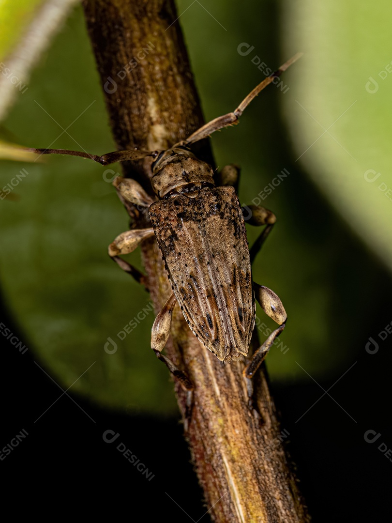 Besouro Longhorn de face plana adulto do gênero Nealcidion.