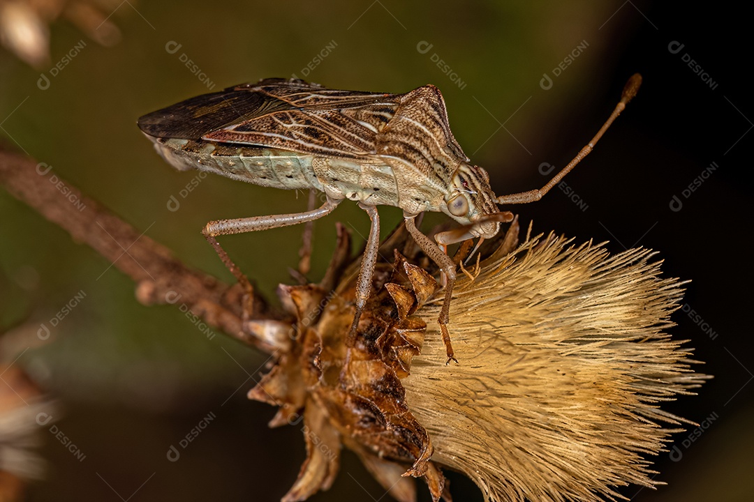 Inseto adulto da tribo Hypselonotini.