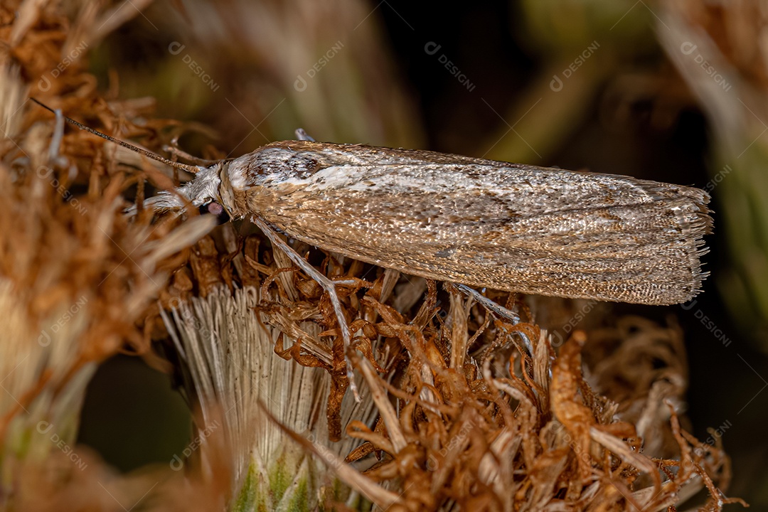 Mariposa adulta da subfamília Crambinae.