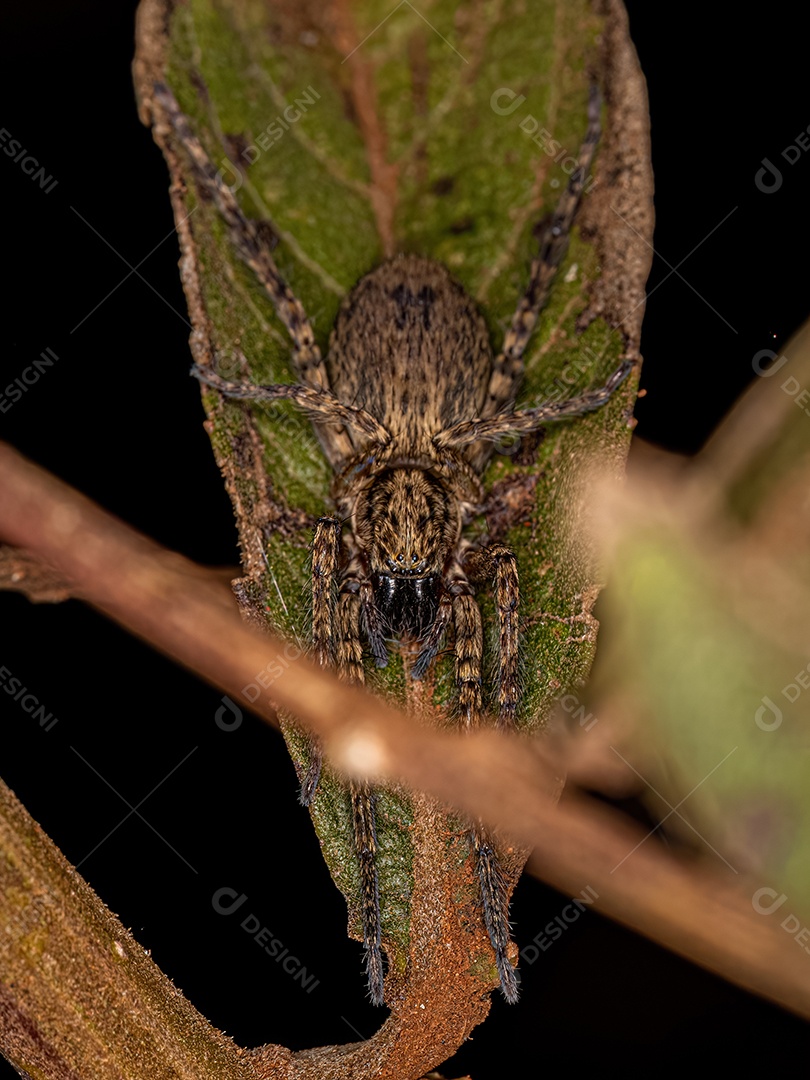 Pequena aranha fantasma da família Anyphaenidae.