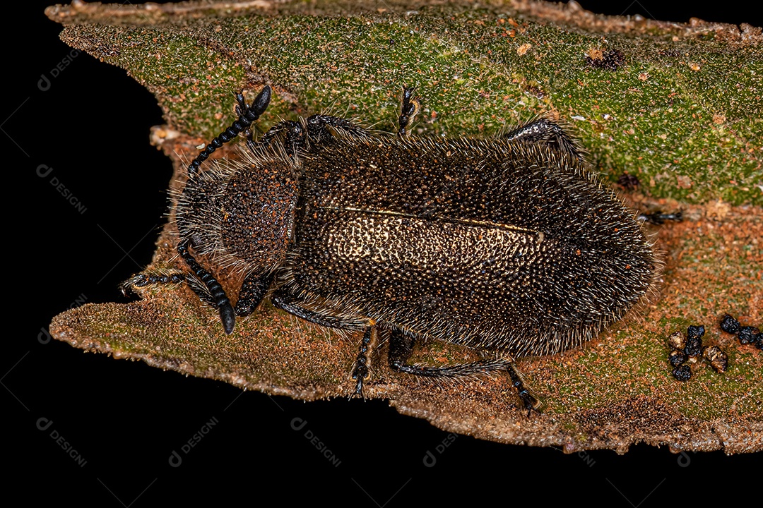Besouro adulto da espécie Lagria villosa.