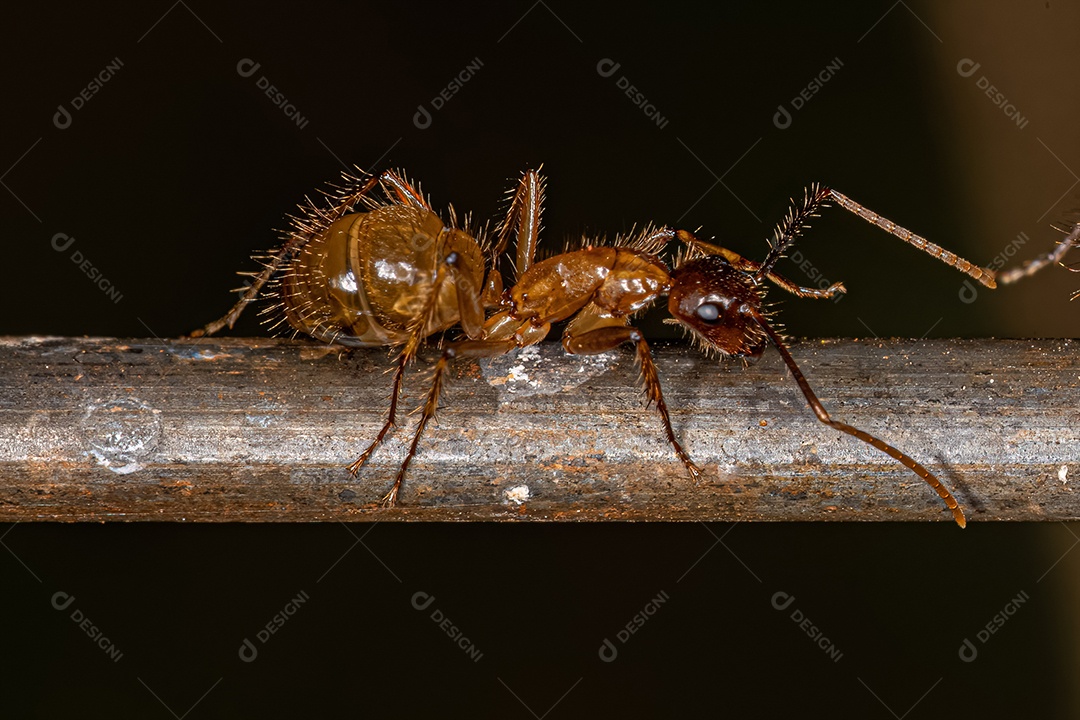 Formiga carpinteira fêmea adulta do gênero Camponotus.