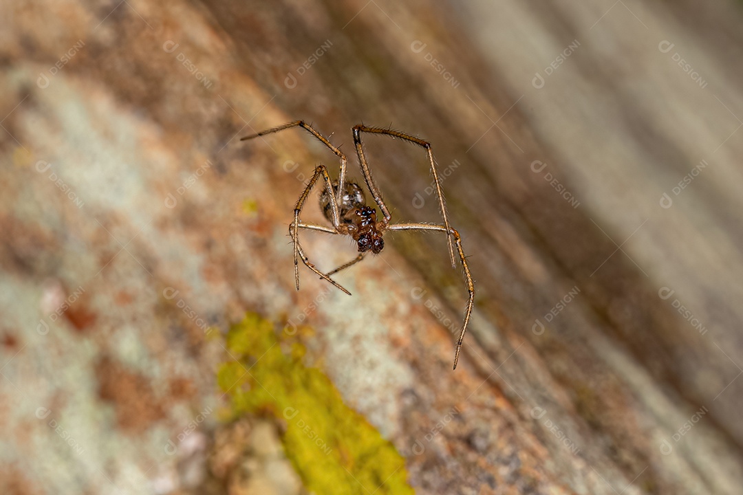 Aranha Araneóide Masculina Pequena da Superfamília Araneoidea.