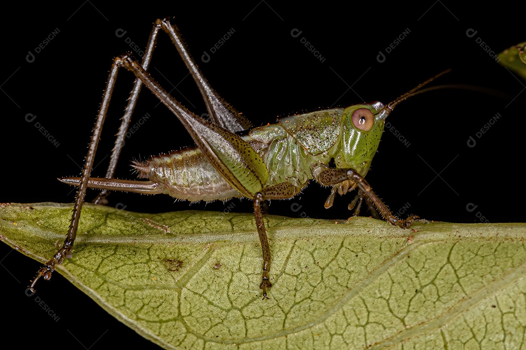 Folha Katydid Ninfa da Subfamília Phaneropterinae.