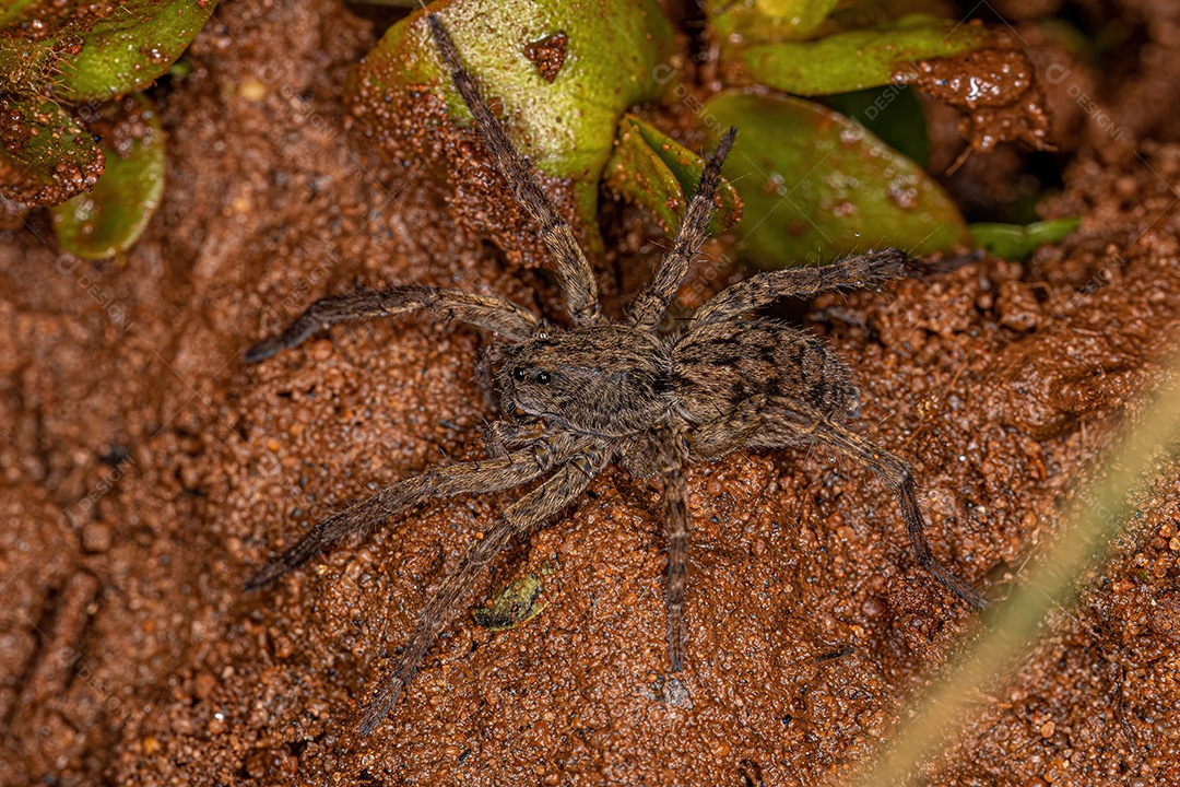 Pequena aranha-lobo da família Lycosidae.