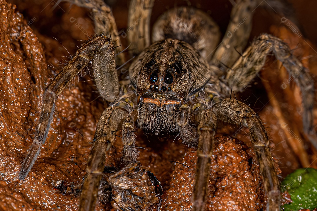 Pequena aranha-lobo da família Lycosidae.