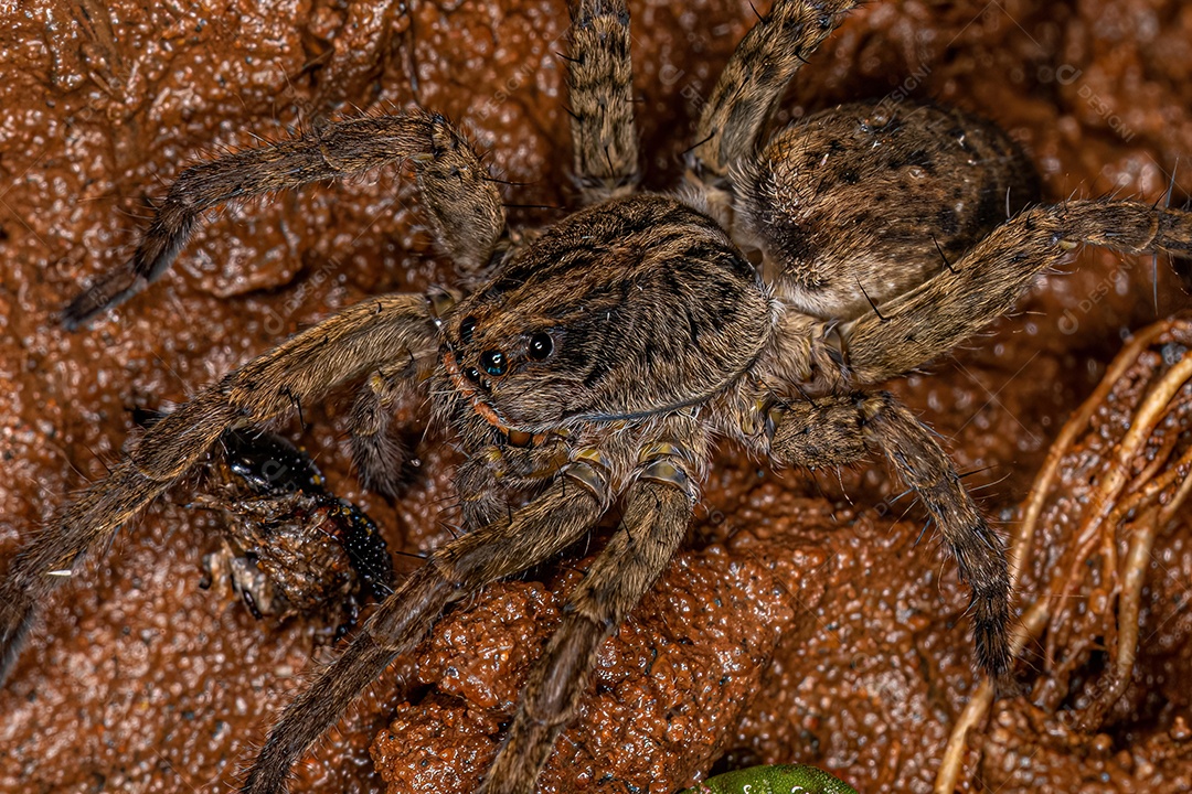 Pequena aranha-lobo da família Lycosidae.