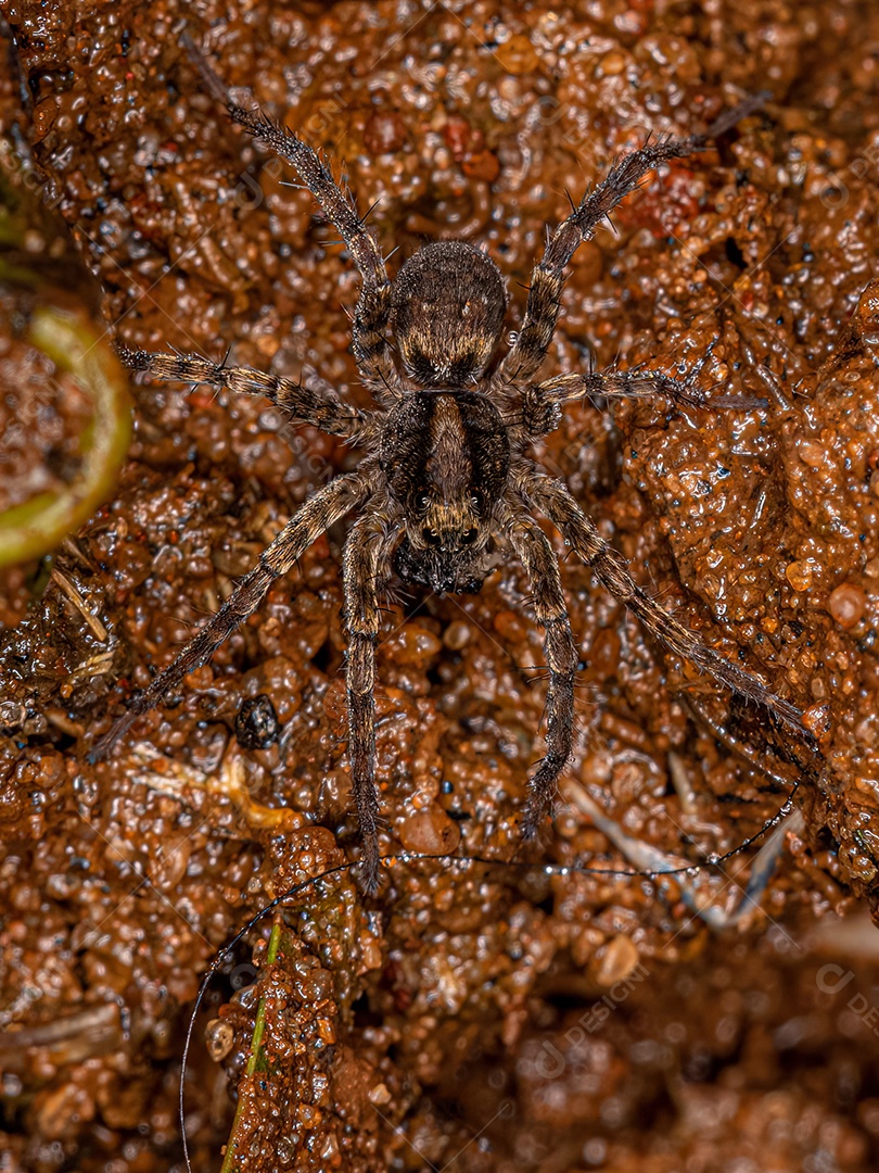 Pequena aranha-lobo da família Lycosidae.