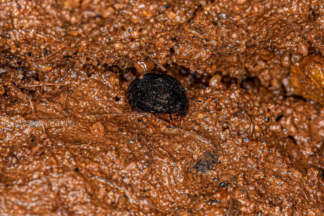 Besouro necrófago adulto da tribo Coelostomatini.