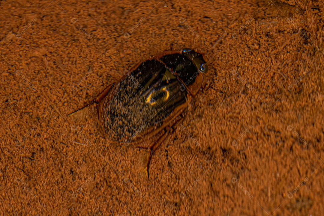 Besouro necrófago adulto da espécie Tropisternus collaris.