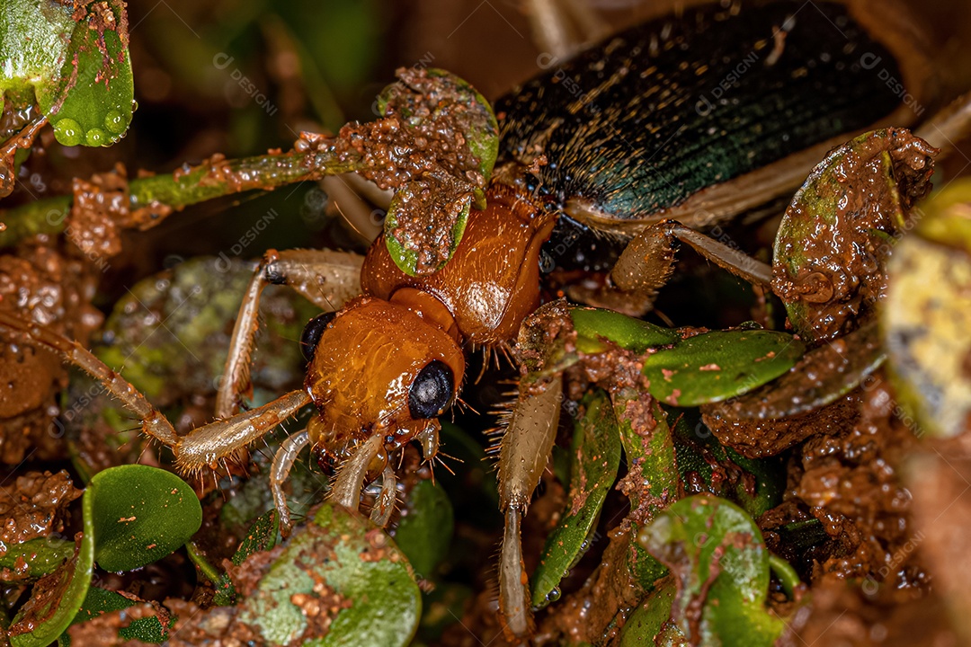 Besouro terrestre adulto da família Carabidae.