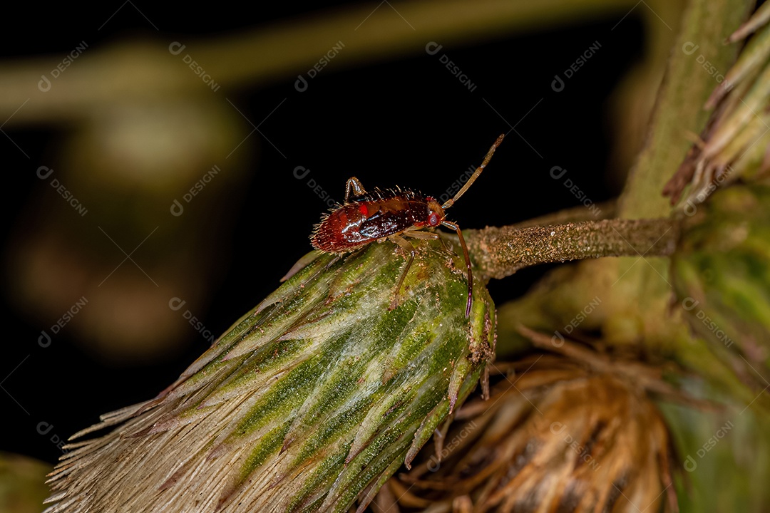 Planta Inseto Ninfa da Família Miridae.