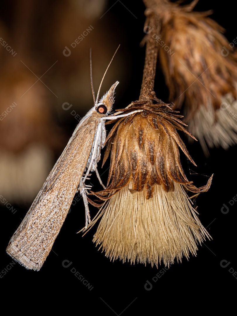 Mariposa adulta da subfamília Crambinae.
