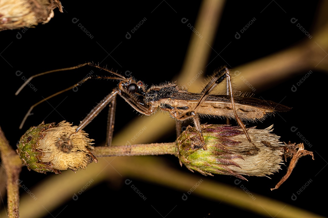 Inseto Assassino Adulto do Gênero Repipta.