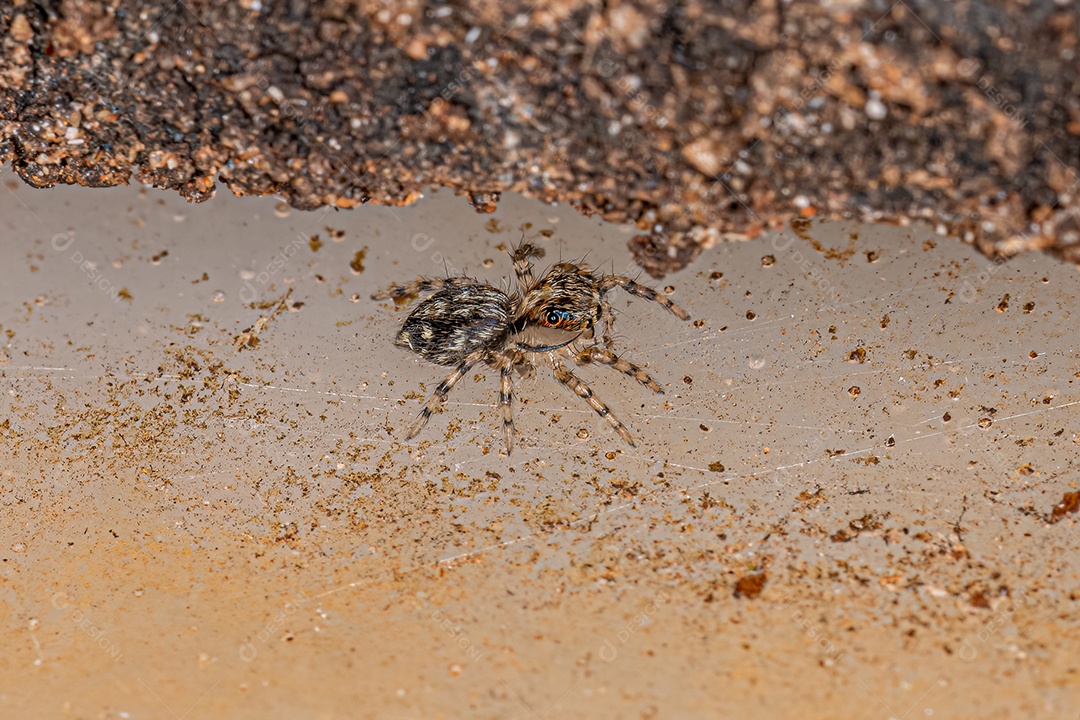 Pequena Aranha Pantropical Saltadora da espécie Plexippus paykulli.