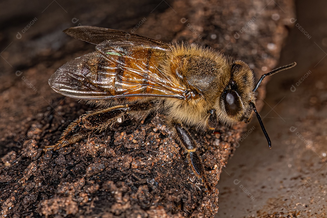 Abelha Ocidental Fêmea adulta da espécie Apis mellifera.