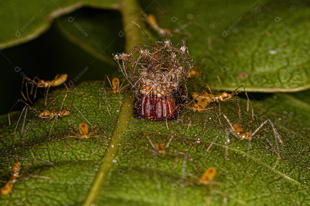 Assassin Bug Ninfas da Tribo Harpactorini com ovos.