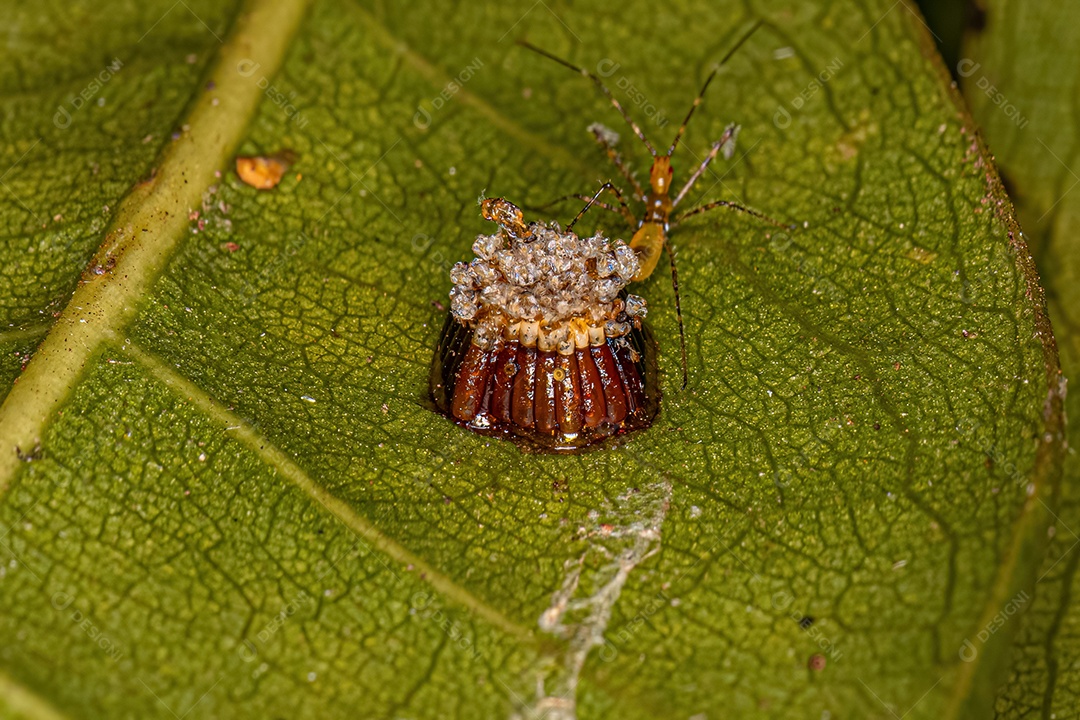 Assassin Bug Ninfas da Tribo Harpactorini com ovos.