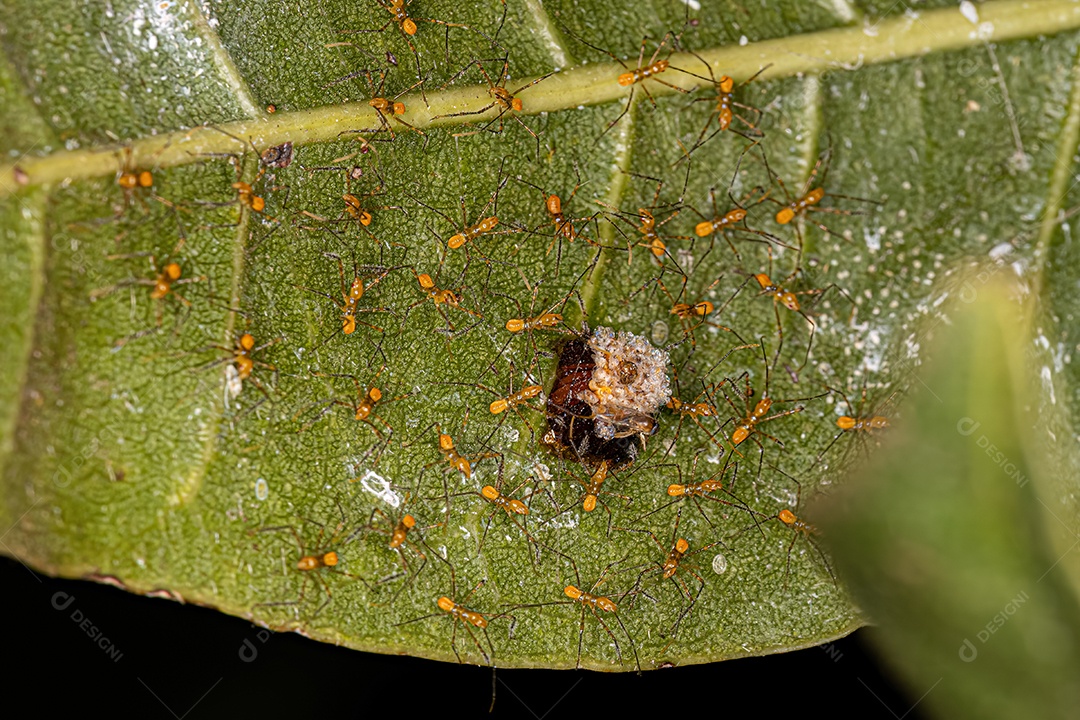 Assassin Bug Ninfas da Tribo Harpactorini com ovos.