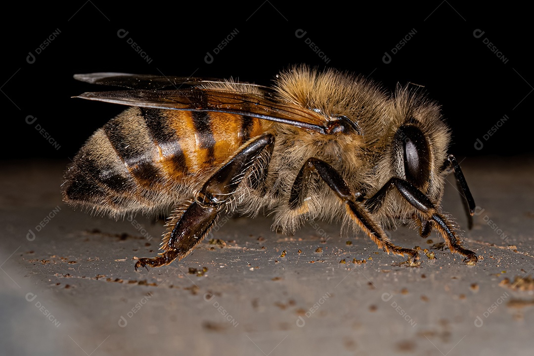 Abelha Ocidental Fêmea adulta da espécie Apis mellifera.