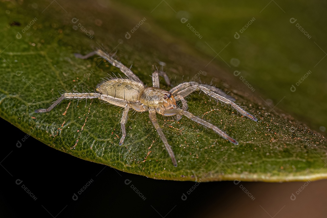 Pequena aranha fantasma da família Anyphaenidae.