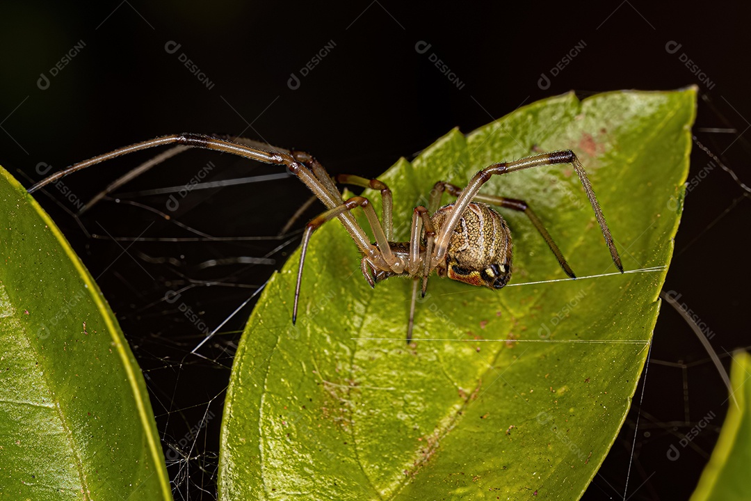 Aranha Viúva Marrom Adulto Fêmea da espécie Latrodectus geometricus.