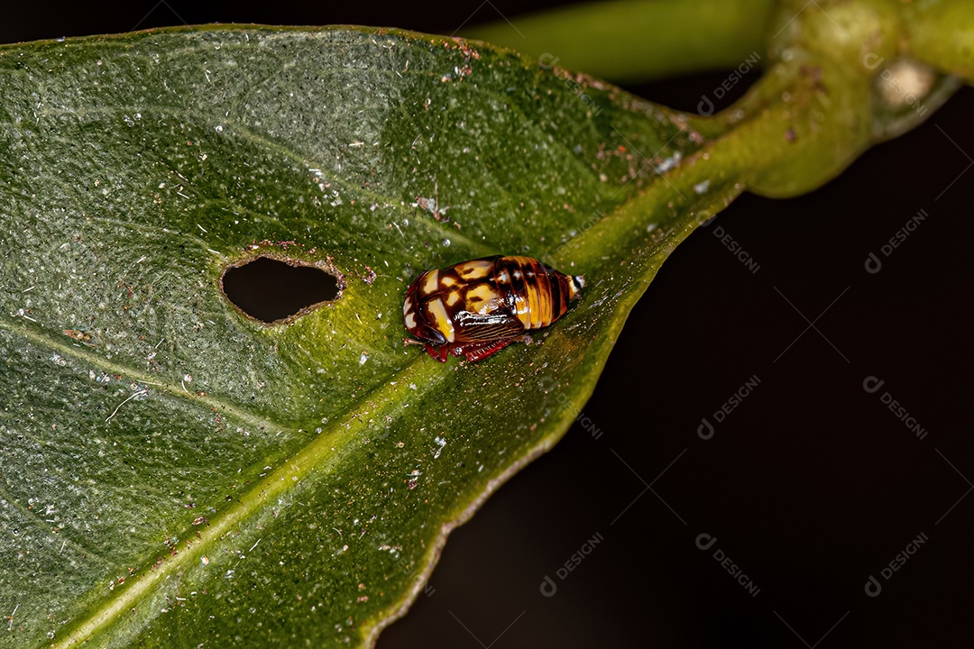 Ninfa pequena cigarrinha típica da família Cicadellidae.