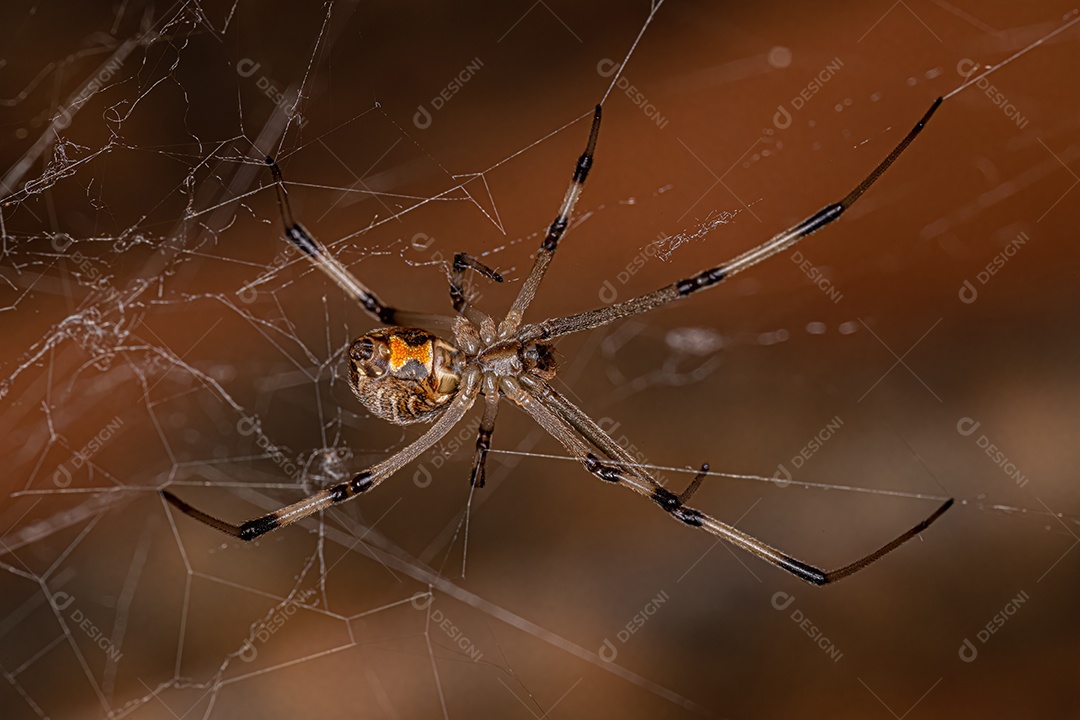 Aranha Viúva Marrom Adulto Fêmea da espécie Latrodectus geometricus.